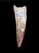Large / Inch Spinosaurus Tooth #4005-1